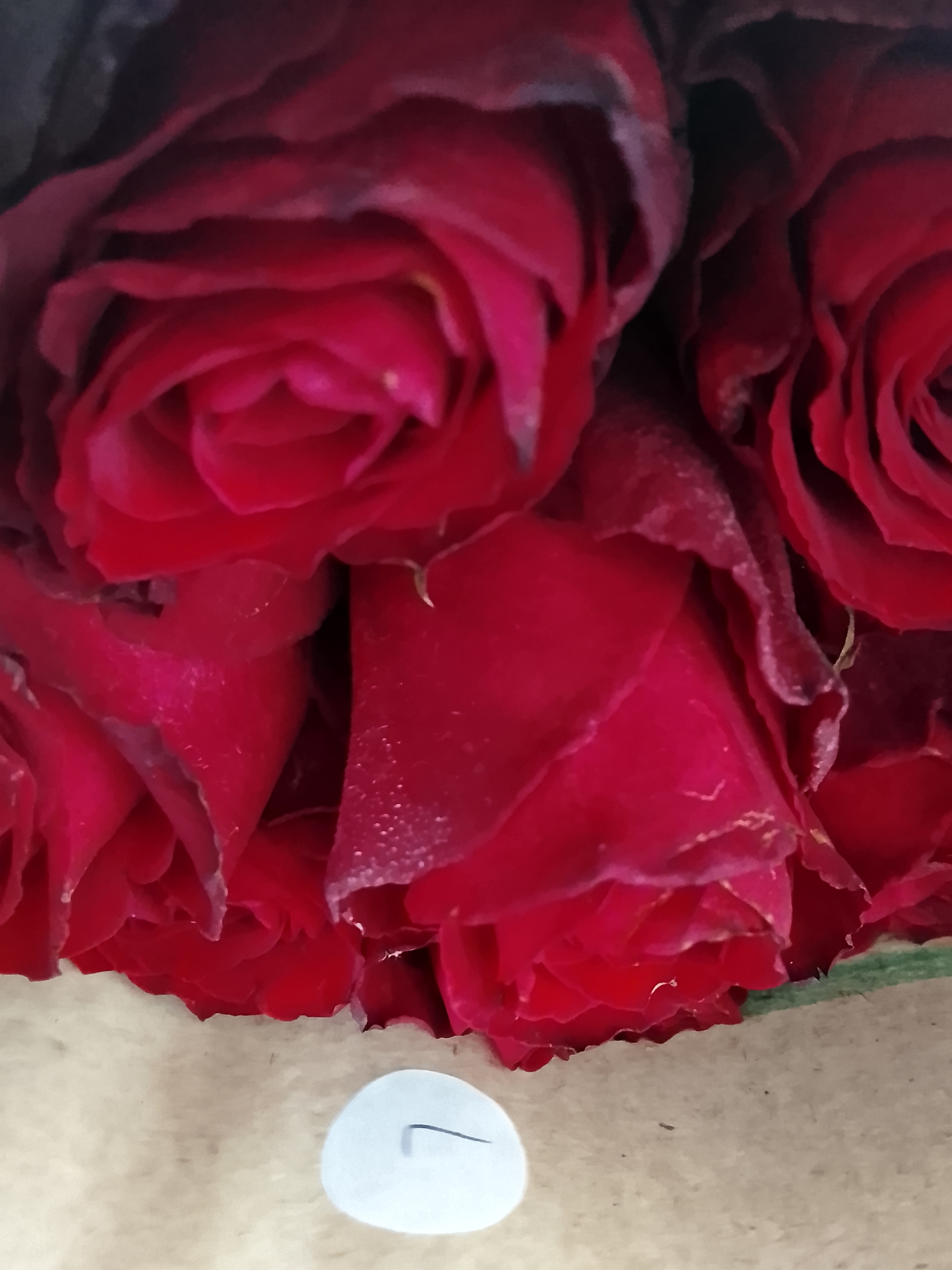 Morrendop Evans_xM6i7