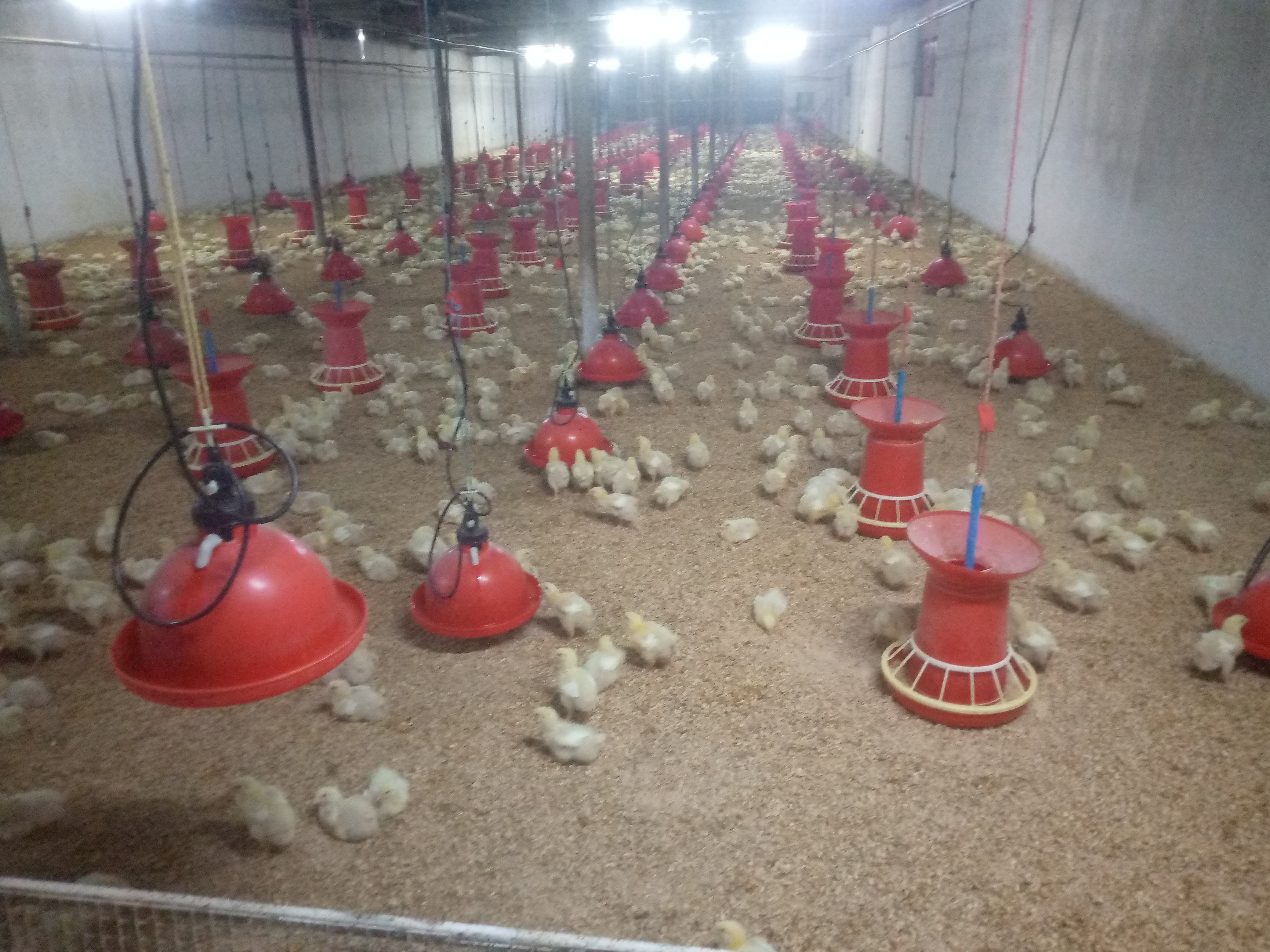 nzisabira Abraham_eCo1y